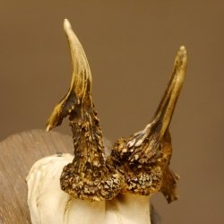Rehgeweih abnormes Reh Geweih Gehörn Rehbock Trophäe auf geschnitztem Trophäenschild 606.146