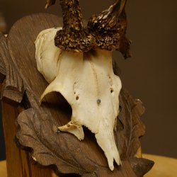 Rehgeweih abnormes Reh Geweih Gehörn Rehbock Trophäe auf geschnitztem Trophäenschild 606.146