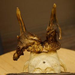 Rehgeweih abnormes Reh Geweih Gehörn Rehbock Trophäe auf geschnitztem Trophäenschild 606.146