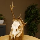 Rehgeweih abnormes Reh Geweih Gehörn Rehbock...