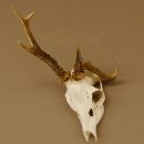 Rehgeweih abnormes Reh Geweih Gehörn Rehbock...