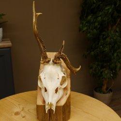 Rehgeweih abnormes Reh Geweih Gehörn Rehbock Trophäe 606.149