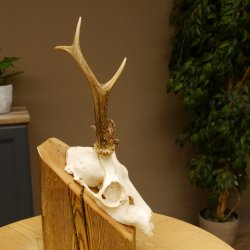 Rehgeweih abnormes Reh Geweih Gehörn Rehbock Trophäe 606.149