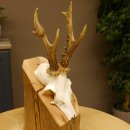 Rehgeweih abnormes Reh Geweih Gehörn Rehbock...