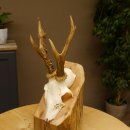 Rehgeweih abnormes Reh Geweih Gehörn Rehbock Trophäe 606.150