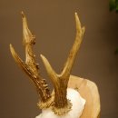 Rehgeweih abnormes Reh Geweih Gehörn Rehbock Trophäe 606.150