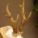 Rehgeweih abnormes Reh Geweih Gehörn Rehbock Trophäe 606.150