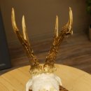 Rehgeweih abnormes Reh Geweih Gehörn Rehbock Trophäe 606.150