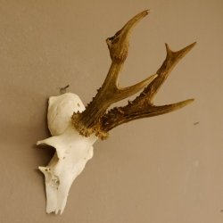 Rehgeweih abnormes Reh Geweih Gehörn Rehbock Trophäe 606.150