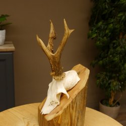 Rehgeweih abnormes Reh Geweih Gehörn Rehbock Trophäe 606.150