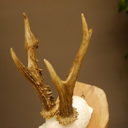 Rehgeweih abnormes Reh Geweih Gehörn Rehbock Trophäe 606.150