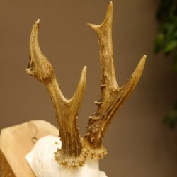 Rehgeweih abnormes Reh Geweih Gehörn Rehbock Trophäe 606.150