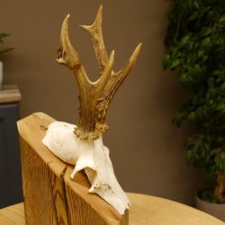 Rehgeweih abnormes Reh Geweih Gehörn Rehbock Trophäe 606.150