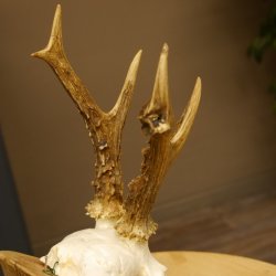 Rehgeweih abnormes Reh Geweih Gehörn Rehbock Trophäe 606.150