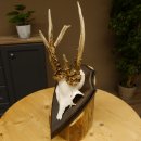 Rehgeweih abnormes Reh reiche Perlung Gehörn Bock Rehgehörn Geweih Schild 609.96