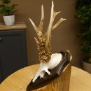 Rehgeweih abnormes Reh reiche Perlung Gehörn Bock Rehgehörn Geweih Schild 609.96