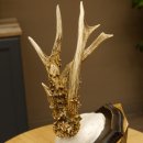 Rehgeweih abnormes Reh reiche Perlung Gehörn Bock Rehgehörn Geweih Schild 609.96