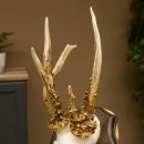 Rehgeweih abnormes Reh reiche Perlung Gehörn Bock Rehgehörn Geweih Schild 609.96