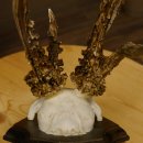 Rehgeweih abnormes Reh reiche Perlung Gehörn Bock Rehgehörn Geweih Schild 609.96