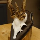 Rehgeweih abnormes Reh reiche Perlung Gehörn Bock Rehgehörn Geweih Schild 609.96