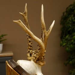 Rehgeweih abnormes Reh reiche Perlung Gehörn Bock Rehgehörn Geweih Schild 609.96