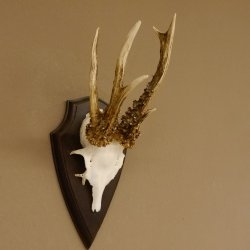 Rehgeweih abnormes Reh reiche Perlung Gehörn Bock Rehgehörn Geweih Schild 609.96