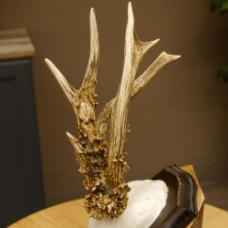 Rehgeweih abnormes Reh reiche Perlung Gehörn Bock Rehgehörn Geweih Schild 609.96