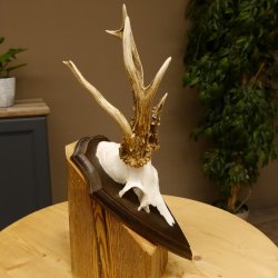 Rehgeweih abnormes Reh reiche Perlung Gehörn Bock Rehgehörn Geweih Schild 609.96