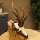 Rehgeweih abnormes Reh 8 ender Gehörn Bock Rehgehörn Geweih Schild 609.97