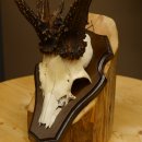 Rehgeweih abnormes Reh 8 ender Gehörn Bock Rehgehörn Geweih Schild 609.97