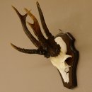 Rehgeweih abnormes Reh 8 ender Gehörn Bock Rehgehörn Geweih Schild 609.97