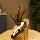 Rehgeweih abnormes Reh 8 ender Gehörn Bock Rehgehörn Geweih Schild 609.97