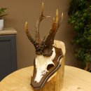Rehgeweih abnormes Reh 8 ender Gehörn Bock Rehgehörn Geweih Schild 609.97