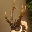Rehgeweih abnormes Reh 8 ender Gehörn Bock Rehgehörn Geweih Schild 609.97