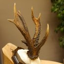 Rehgeweih abnormes Reh 8 ender Gehörn Bock Rehgehörn Geweih Schild 609.97