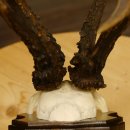 Rehgeweih abnormes Reh 8 ender Gehörn Bock Rehgehörn Geweih Schild 609.97