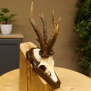 Rehgeweih abnormes Reh 8 ender Gehörn Bock Rehgehörn Geweih Schild 609.97