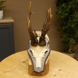 Rehgeweih abnormes Reh 8 ender Gehörn Bock Rehgehörn Geweih Schild 609.97