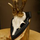 Rehgeweih abnormes Reh ungerader 8 ender Gehörn Bock Rehgehörn Geweih Schild 609.98