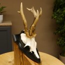 Rehgeweih abnormes Reh ungerader 8 ender Gehörn Bock Rehgehörn Geweih Schild 609.98