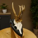 Rehgeweih abnormes Reh ungerader 8 ender Gehörn Bock Rehgehörn Geweih Schild 609.98