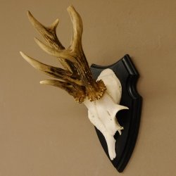 Rehgeweih abnormes Reh ungerader 8 ender Gehörn Bock Rehgehörn Geweih Schild 609.98