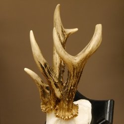 Rehgeweih abnormes Reh ungerader 8 ender Gehörn Bock Rehgehörn Geweih Schild 609.98