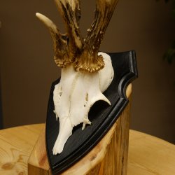 Rehgeweih abnormes Reh ungerader 8 ender Gehörn Bock Rehgehörn Geweih Schild 609.98