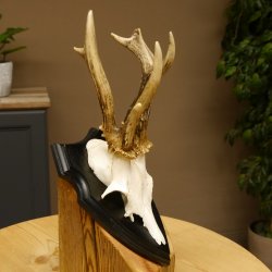 Rehgeweih abnormes Reh ungerader 8 ender Gehörn Bock Rehgehörn Geweih Schild 609.98