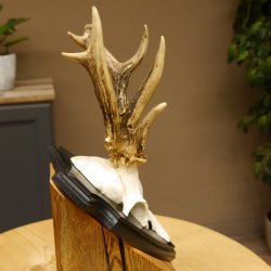 Rehgeweih abnormes Reh ungerader 8 ender Gehörn Bock Rehgehörn Geweih Schild 609.98