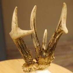 Rehgeweih abnormes Reh ungerader 8 ender Gehörn Bock Rehgehörn Geweih Schild 609.98