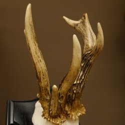 Rehgeweih abnormes Reh ungerader 8 ender Gehörn Bock Rehgehörn Geweih Schild 609.98