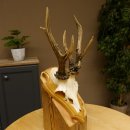 Rehgeweih abnormes Reh Gehörn Bock Rehgehörn Geweih Schild 609.99