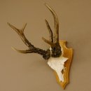 Rehgeweih abnormes Reh Gehörn Bock Rehgehörn Geweih Schild 609.99